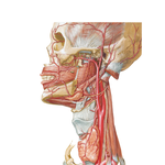 Arteries of Oral and Pharyngeal Regions