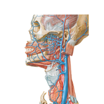 Veins of Face and Neck Regions