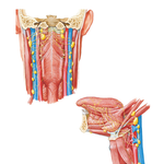 Lymph Vessels and Nodes of Pharynx and Tongue