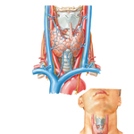 Thyroid Gland: Anterior View