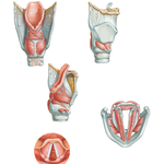 Intrinsic Muscles of Larynx