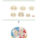 Spinal Cord Cross Sections: Fiber Tracts
