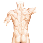 Back: Surface Anatomy