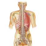 Spinal Cord and Anterior Rami