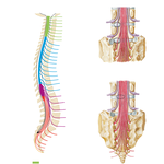Relation of Spinal Nerve Roots to Vertebrae