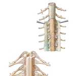 Spinal Meninges and Nerve Roots