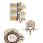 Veins of Spinal Cord and Vertebral Column