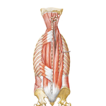 Muscles of Back: Intermediate Layer