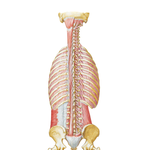 Muscles of Back: Deep Layer