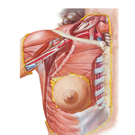 Arteries of Mammary Gland