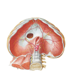 Respiratory Diaphragm: Abdominal Surface