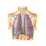 Topography of Lungs: Posterior View