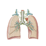 Lymph Vessels and Nodes of Lung