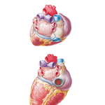 Heart: Base and Diaphragmatic Surface