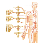 Innervation of Blood Vessels: Schema