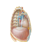 Mediastinum: Right Lateral View