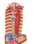 Arteries of Esophagus