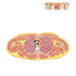 Cross Section of Thorax at T3-4 Disc Level