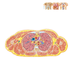 Cross Section of Thorax at T4-5 Disc Level