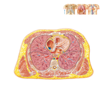 Cross Section of Thorax at T7 Level