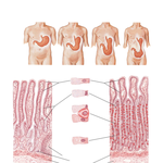 Variations in Position and Contour of Stomach in Relation to Body Habitus