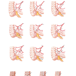Variations in Arterial Supply to Cecum and Posterior Peritoneal Attachment of Cecum