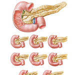 Variations in Pancreatic Duct