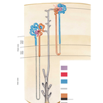 Nephron and Collecting Tubule: Schema
