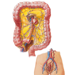 Lymph Vessels and Nodes of Large Intestine