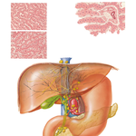 Lymph Vessels and Nodes of Liver