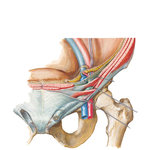 Inguinal Canal and Spermatic Cord