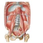 Posterior Abdominal Wall: Internal View