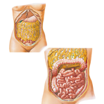 Greater Omentum and Abdominal Viscera