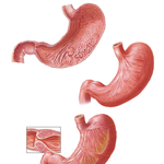 Mucosa of Stomach