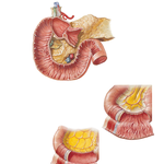 Mucosa and Musculature of Small Intestine