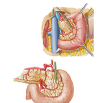 Arteries of Duodenum and Head of Pancreas