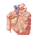 Arteries of Small Intestine