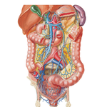 Veins of Large Intestine