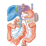 Hepatic Portal Vein Tributaries: Portacaval Anastomoses