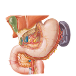 Autonomic Innervation of Stomach and Duodenum