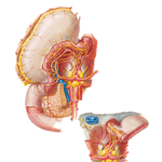 Autonomic Innervation of Stomach and Duodenum (continued)