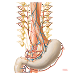 Autonomic Innervation of Esophagus, Stomach, and Duodenum: Schema