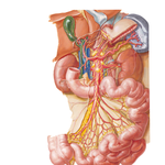 Autonomic Innervation of Small Intestine