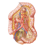 Autonomic Innervation of Large Intestine