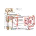 Autonomic Innervation of Intestines: Schema