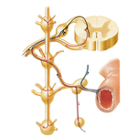 Autonomic Reflex Pathways: Schema