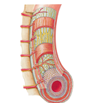 Enteric Plexuses of Intestine