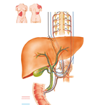 Autonomic Innervation of Liver: Schema