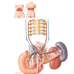 Autonomic Innervation of Pancreas: Schema