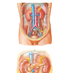 Kidneys in Situ: Anterior Views